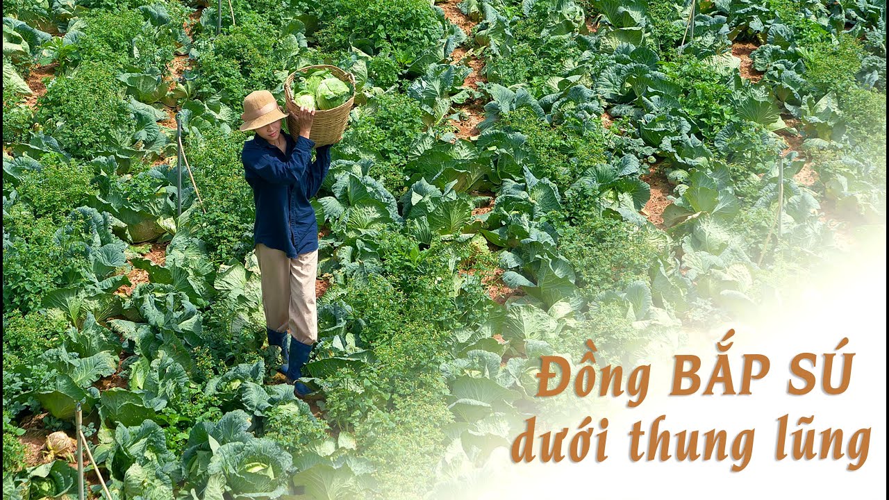 Thu hoạch đồng bắp sú dưới thung lũng